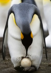 pinguin kaisar mengerami telur